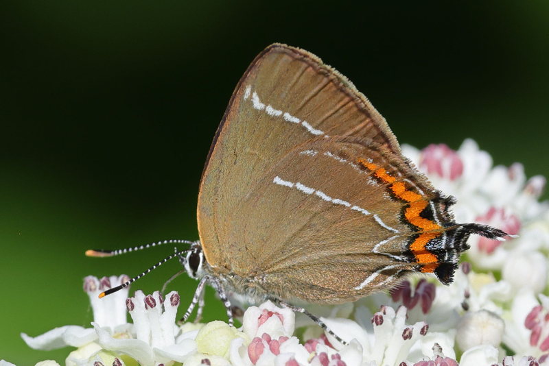 Iepenpage - Satyrium w-album (E)