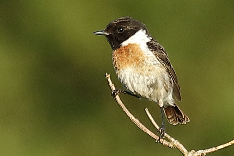 Roodborsttapuit, Saxicola rubicola, man
