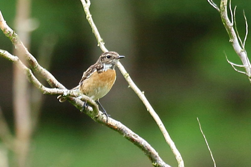 Roodborsttapuit, Saxicola rubicola, vrouw