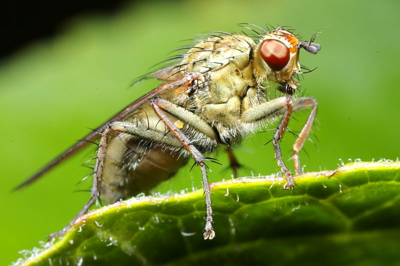 Strontvlieg Scathophaga stercoraria