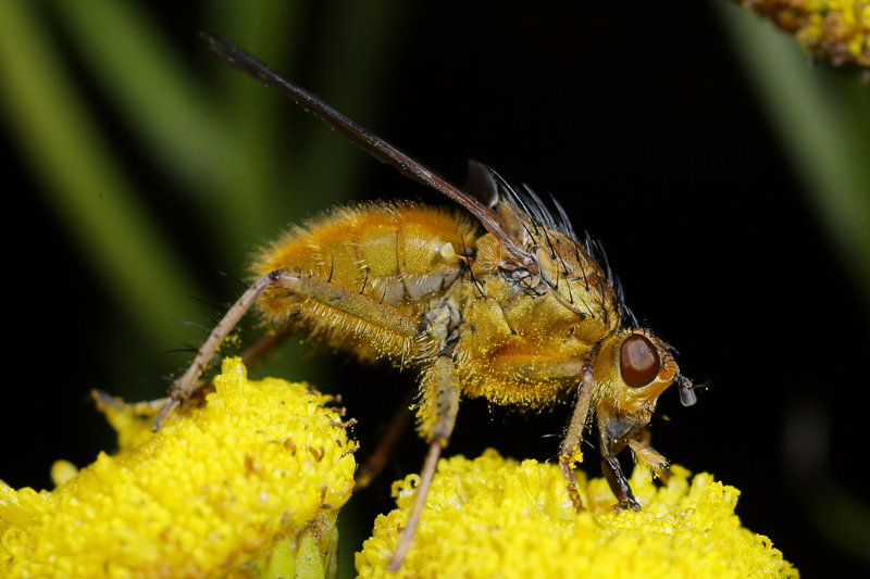 Strontvlieg Scathophaga stercoraria