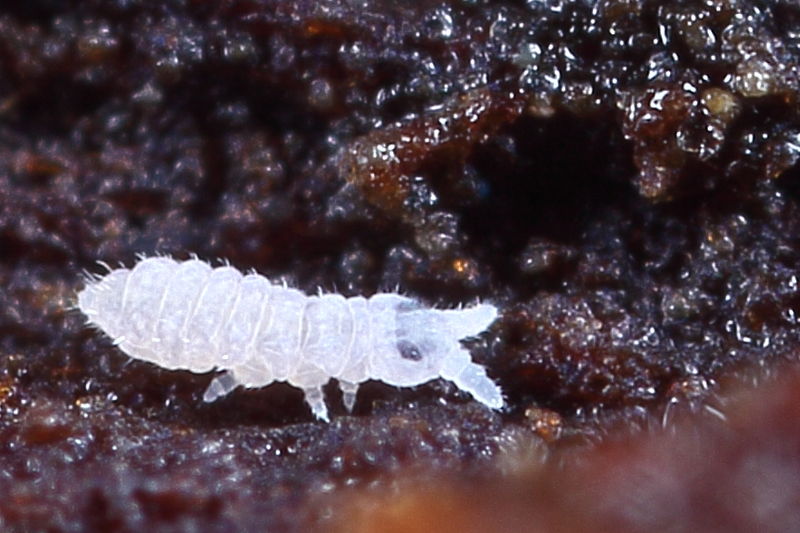 Schaefferia sp.