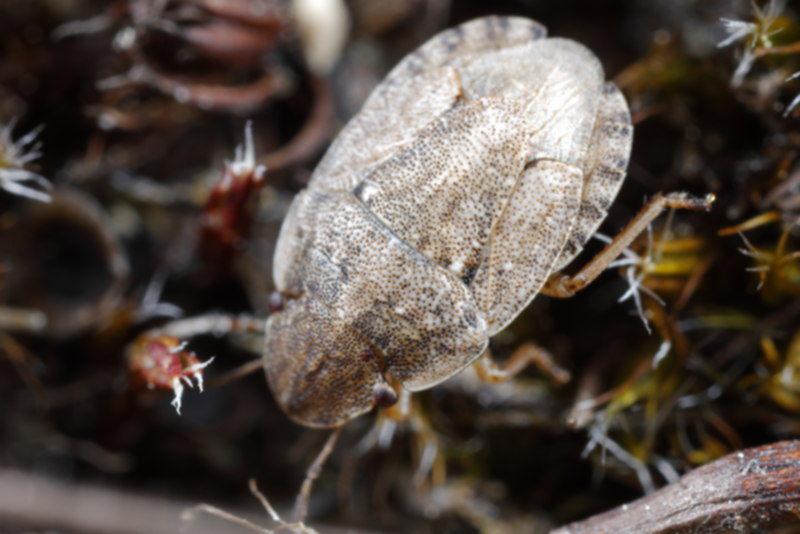 Sciocoris cursitans, Zandschildwants