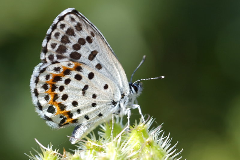 Vetkruidblauwtje, Scolitantides orion (BG)