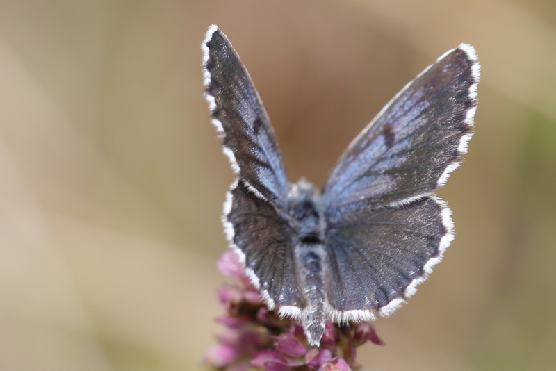 Vetkruidblauwtje, Scolitantides orion ♂ (SK)