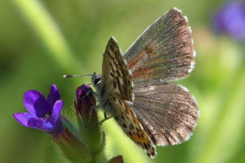 Vetkruidblauwtje, Scolitantides orion ♀ (BG)