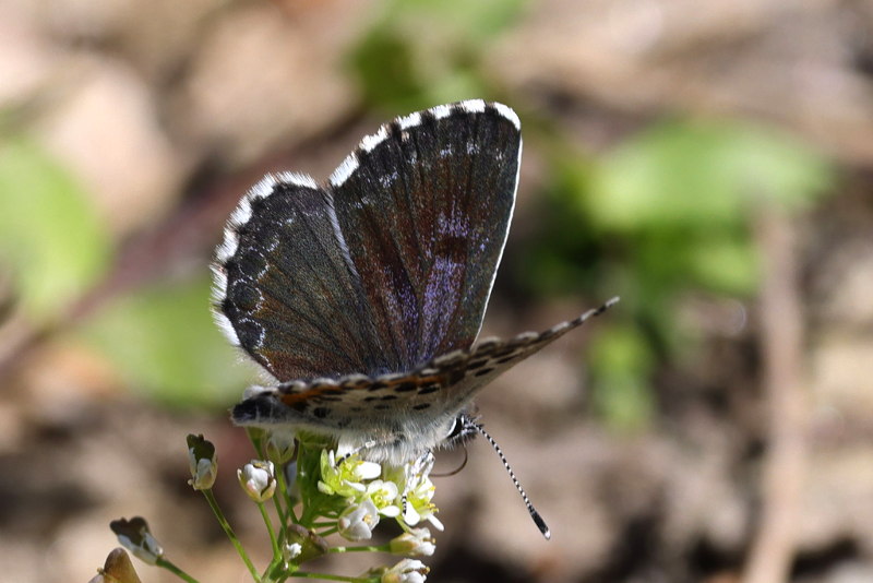 Vetkruidblauwtje, Scolitantides orion (GR)