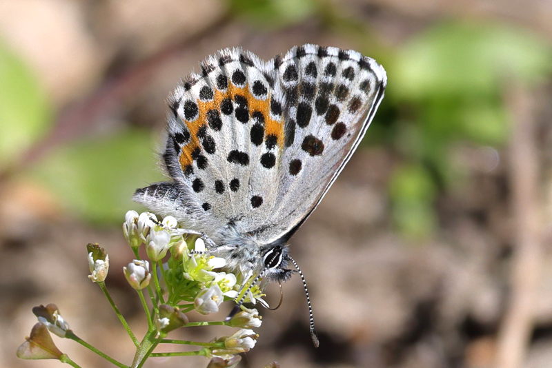 Vetkruidblauwtje, Scolitantides orion (GR)