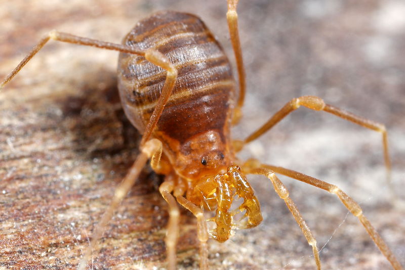 Scotolemon lespesi