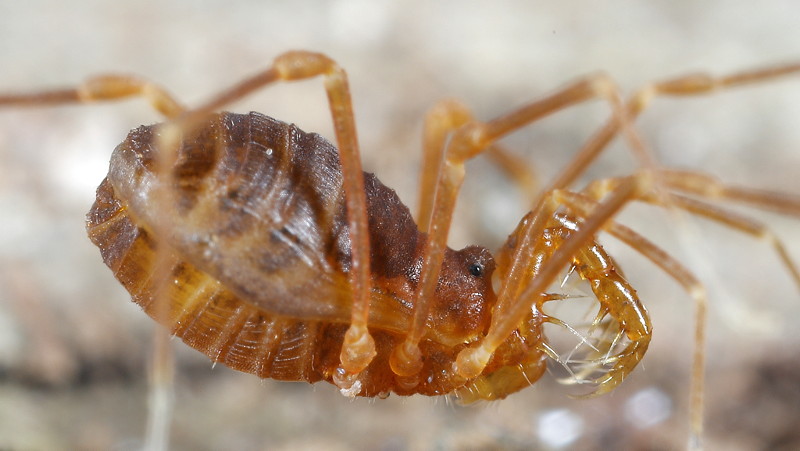 Scotolemon lespesi