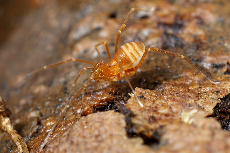 Scotolemon lespesi