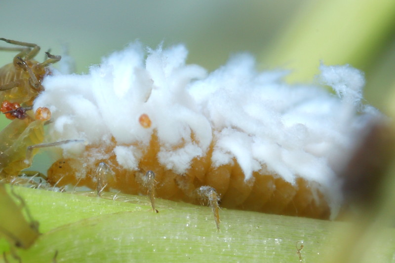 Driehoekkapoentje, Scymnus interruptus, larve