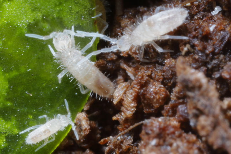 Sinella curviseta