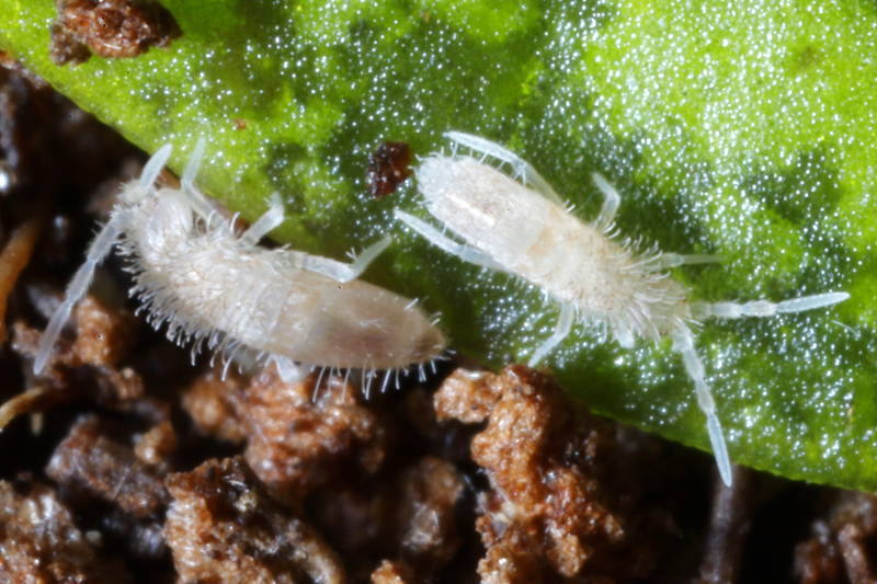 Sinella curviseta
