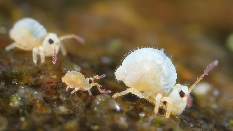 Sminthurides aquaticus