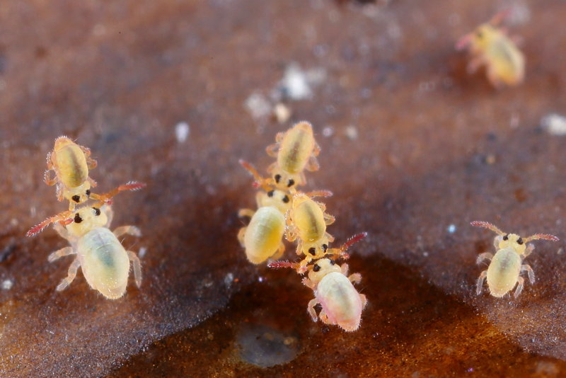 Sminthurides aquaticus