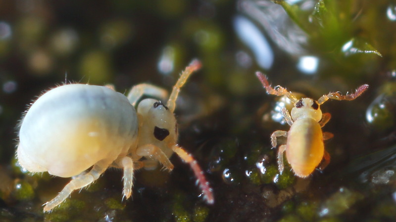 Sminthurides aquaticus