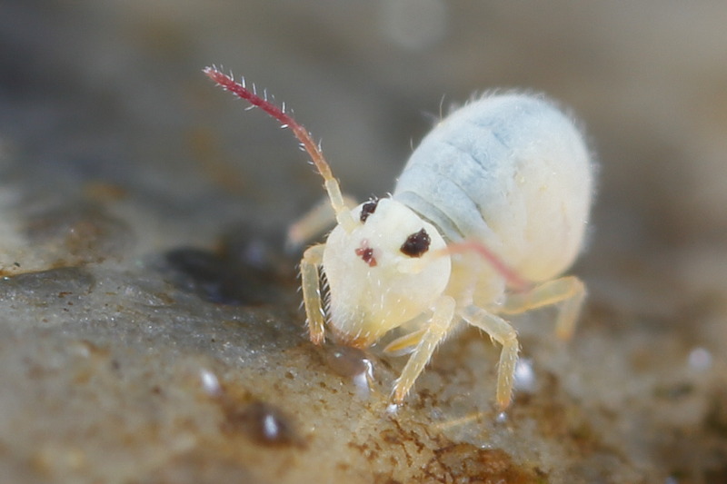 Sminthurides aquaticus