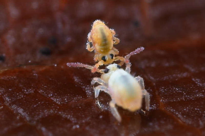 Sminthurides aquaticus