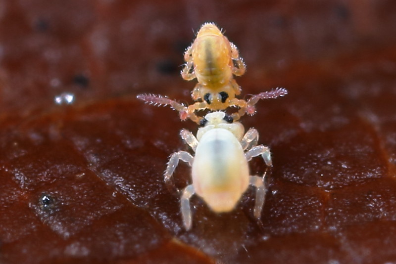 Sminthurides aquaticus