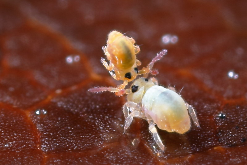Sminthurides aquaticus