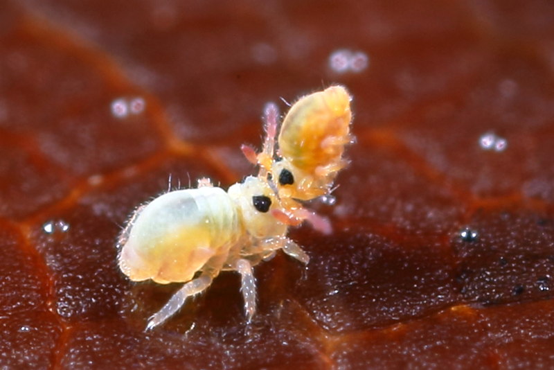 Sminthurides aquaticus