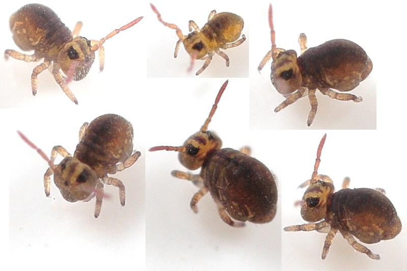 Sminthurides aquaticus var. levanderi