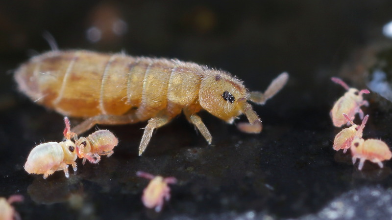 Sminthurides aquaticus en Isotomurus palustris