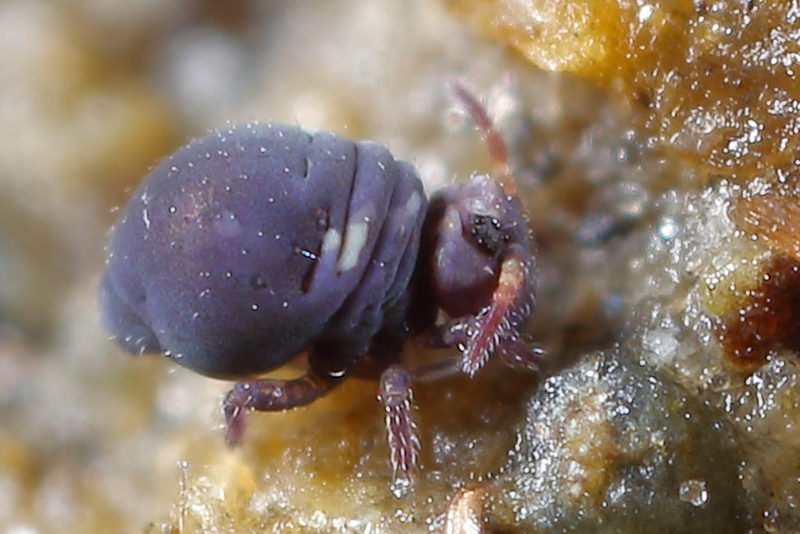 Sminthurides cruciatus