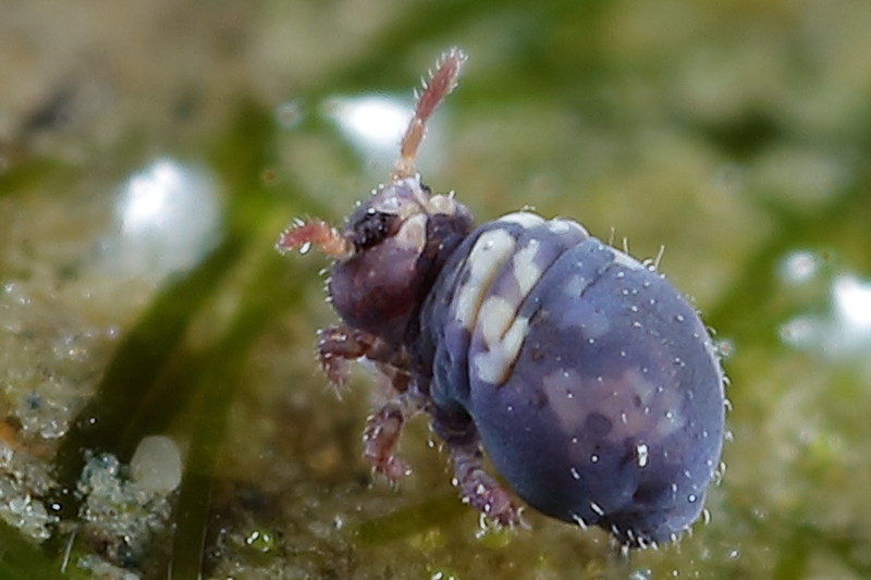 Sminthurides cruciatus