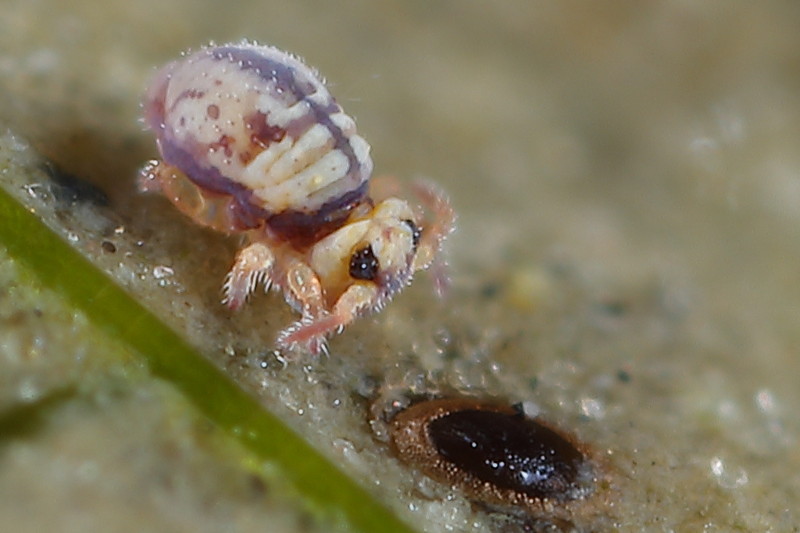 Sminthurides cruciatus