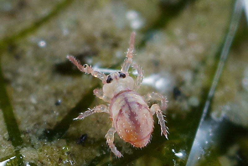 Sminthurides cruciatus, ♂