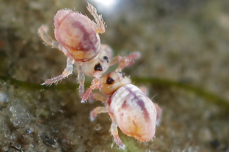 Sminthurides cruciatus