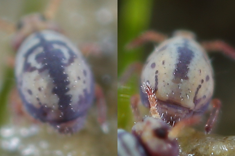 Sminthurides cruciatus