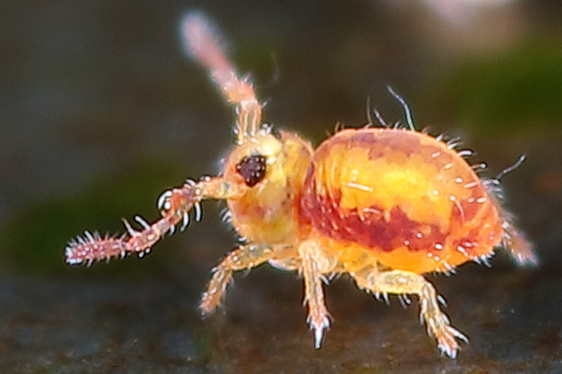 Sminthurides malmgreni ♂