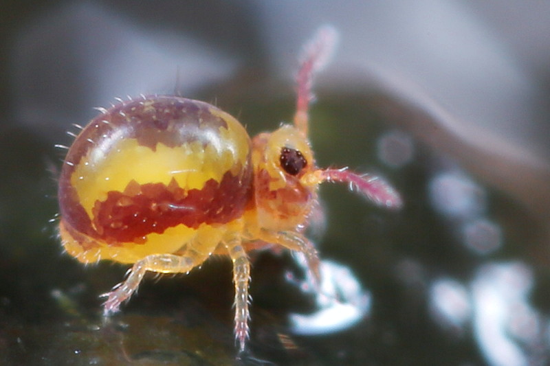 Sminthurides malmgreni ♀