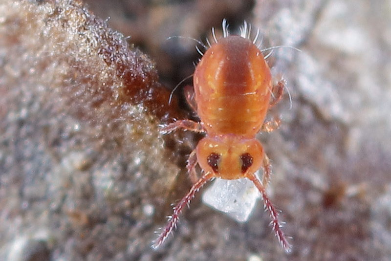 Sminthurides parvulus