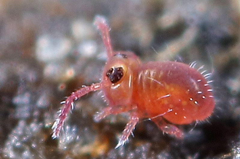 Sminthurides parvulus