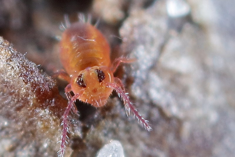 Sminthurides parvulus