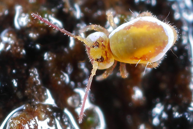 Sminthurides penicillifer