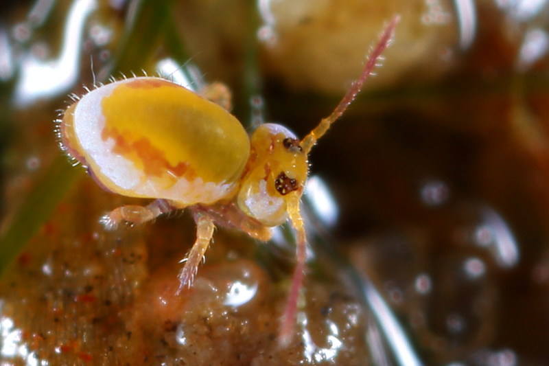 Sminthurides penicillifer