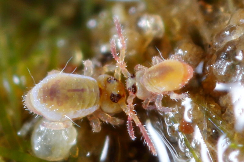 Sminthurides penicillifer