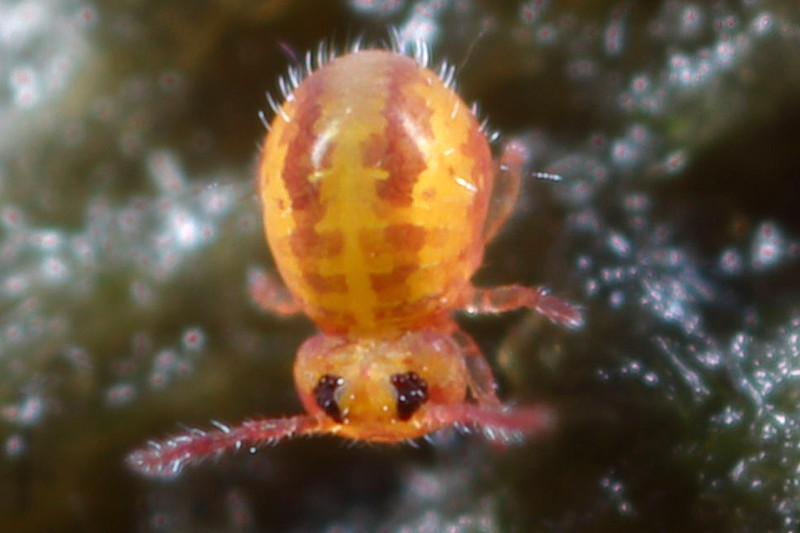 Sminthurides schoetti ♀