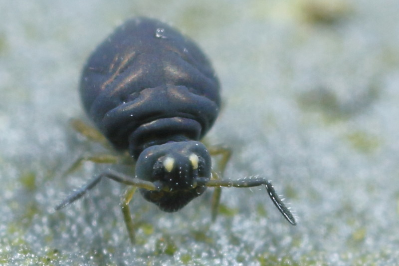 Sminthurinus aureus