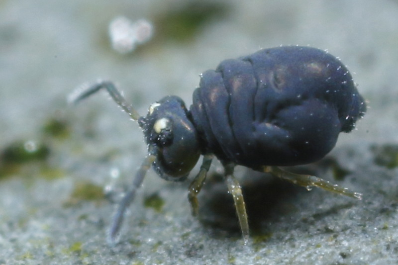 Sminthurinus aureus