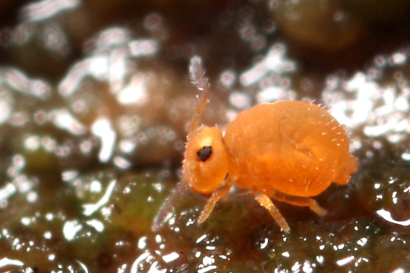 Sminthurinus aureus