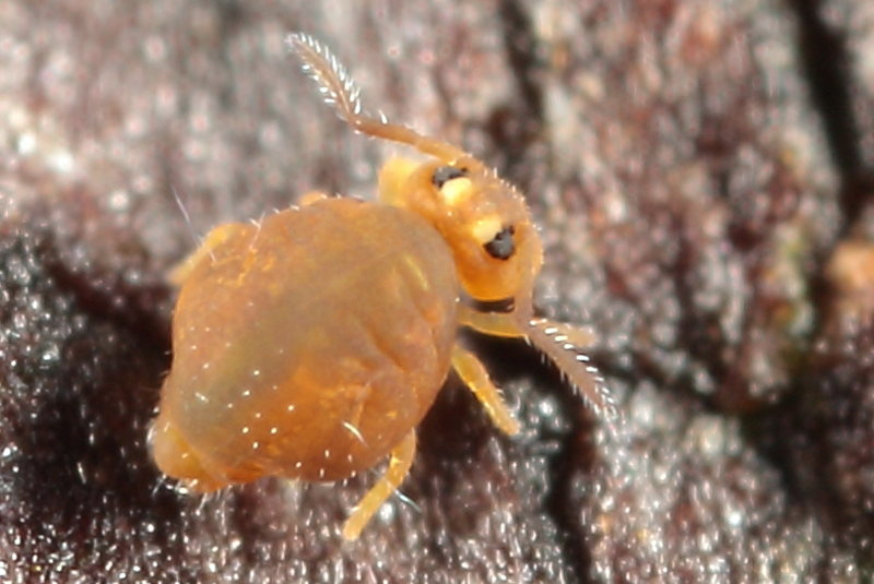 Sminthurinus aureus