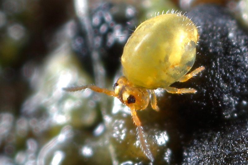 Sminthurinus aureus