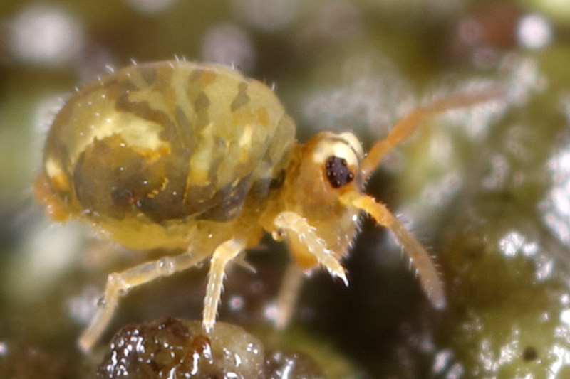 Sminthurinus aureus