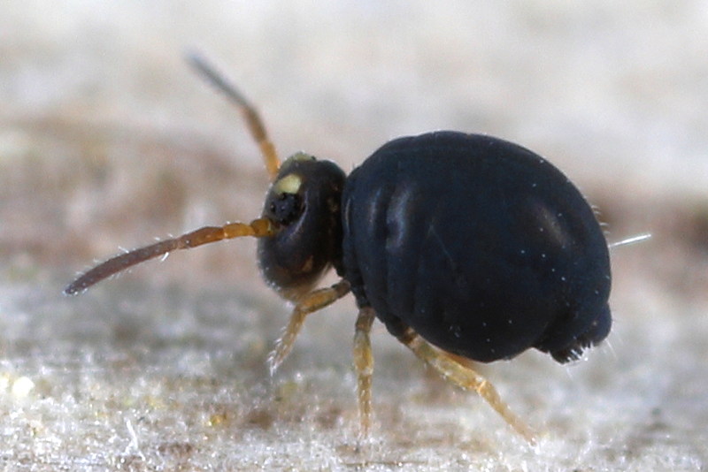 Sminthurinus aureus f. ochropus
